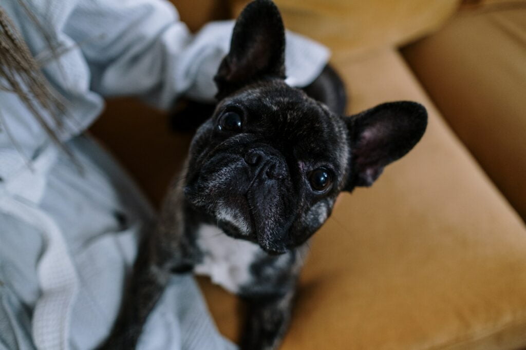 melhores cachorros para criar em apartamento