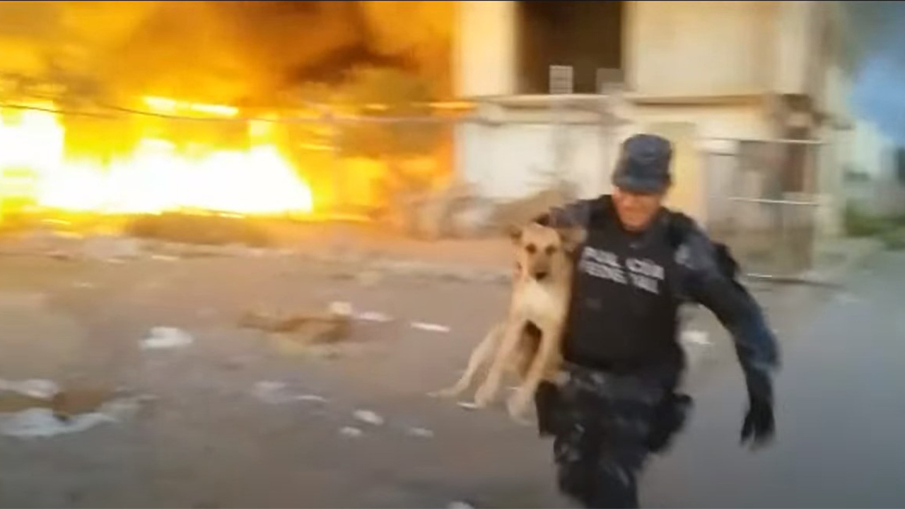 policial salva cachorrinho do incêndio