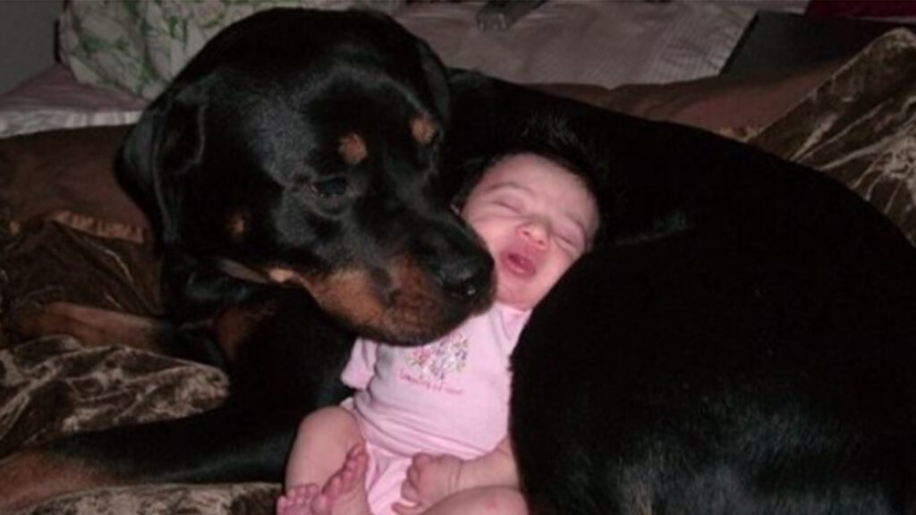 Cachorro Rottweiler passa a noite cuidando de Bebê abandonado