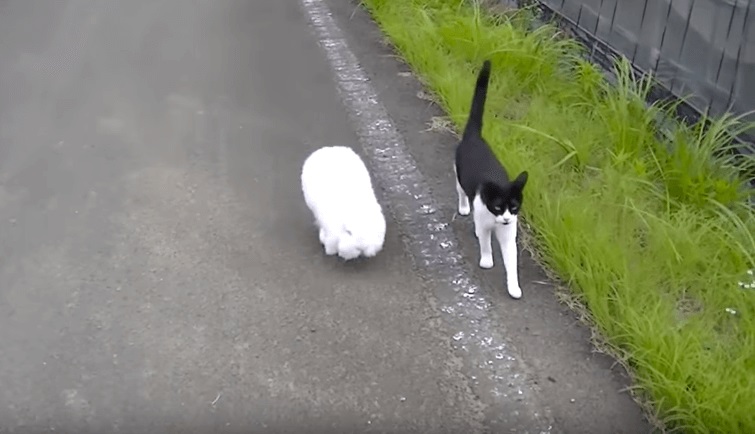 Coelho e gatinho fazem linda amizade e passeiam junto pelas ruas
