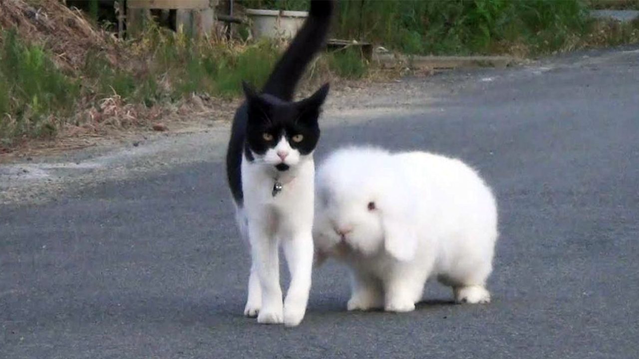 Coelho e gatinho fazem linda amizade e passeiam junto pelas ruas