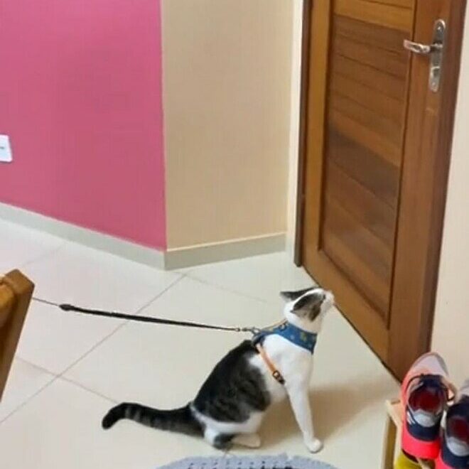 Gato de Santarém no Pará  viraliza na internet