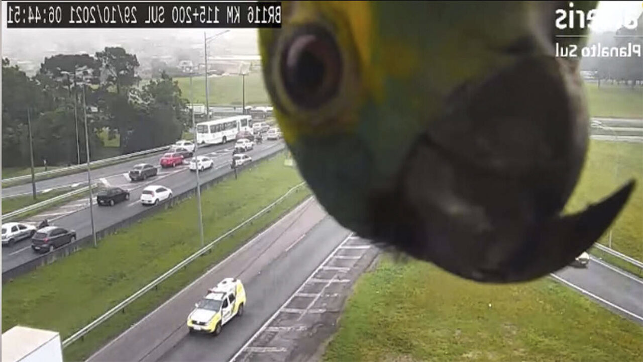 Papagaio aparece de surpresa em frente a câmera de segurança