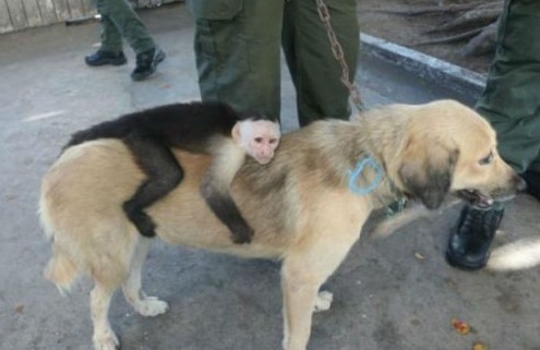 Cachorra adota macaco como seu filho e se tornam melhores companheiros