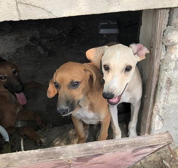 Cachorro discriminado pela sua aparência consegue e dar volta por cima