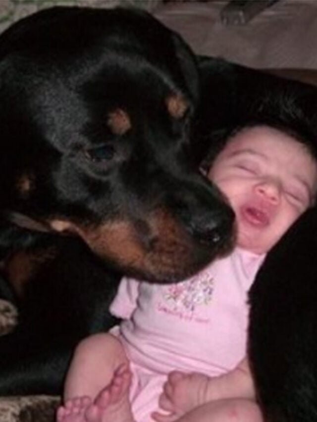 Cachorro Rottweiler passa a noite cuidando de Bebê